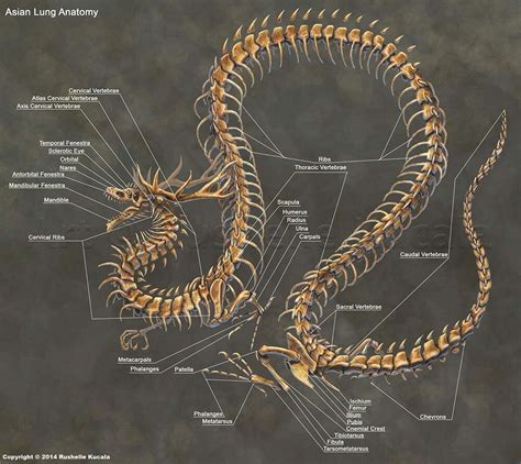 Chinese Dragon skeleton | Skeleton anatomy, Dragon anatomy, Dragon bones