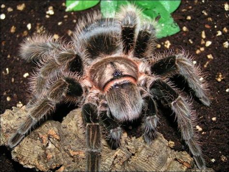 Beginners Guide To The Curly Hair Tarantula