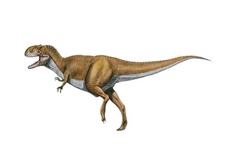 Lurdusaurus | Description, Size, Fossil, Diet, & Facts