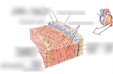 Lab Cardiac Tissue Diagram Biol 2020 Diagram Quizlet