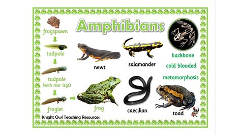 Amphibian Word Mat Teacher Made Twinkl