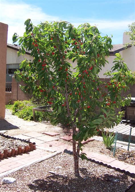 Dwarf Cherry Tree Fruit