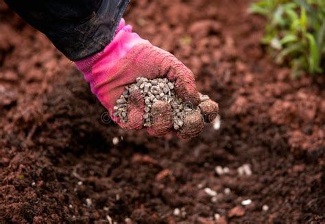 How To Use Fresh Chicken Manure In The Garden How To Use Chicken