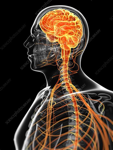 Human Brain And Nervous System Artwork Stock Image F009 6988