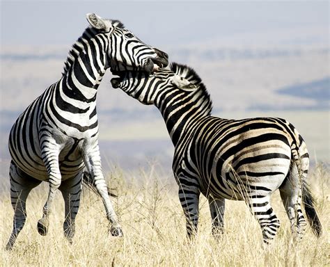 Zebra Stallions Fighting Photograph By Paul Gregg Fine Art America