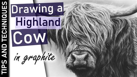 How To Draw A Highland Cow In Graphite Drawing Long Hair Youtube