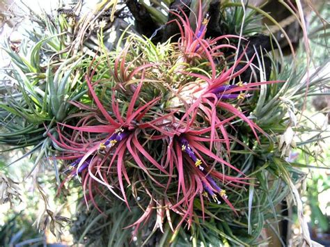 Plantfiles Pictures Tillandsia Bromeliad Species Air Plant Blushing Bride Sky Plant