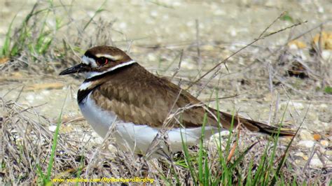 Backyard Birding....and Nature: Killdeer Nesting and Calling