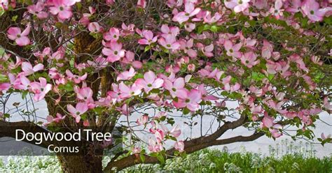 Dogwood Tree: How To Care For The Beautiful Flowering Dogwood