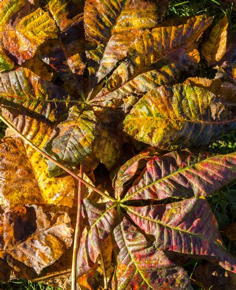 Kostenlose Foto Baum Natur Pflanze Textur Blatt Fallen Laub