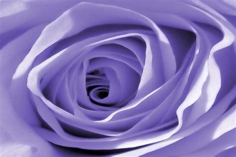 Free lavender rose Stock Photo - FreeImages.com