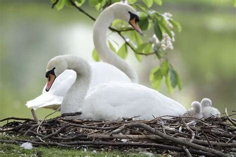 Mute Swan Adults With Two Cygnets At Nest Hessen Germany