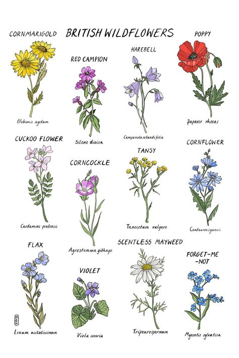 British Wildflowers and Their Names