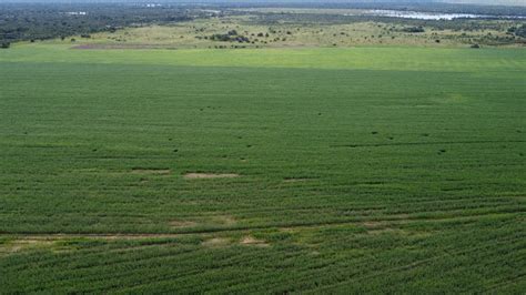 Excelente Fazenda Venda No Vale Do Araguaia Formoso Do Araguaia To