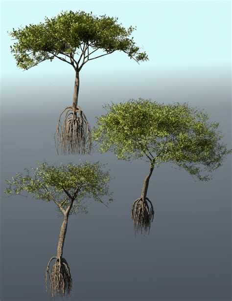 Mangrove Trees, Roots and Bushes for Iray | Daz 3D