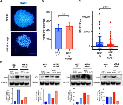 Frontiers Lrig Regulates The Balance Between Proliferation And