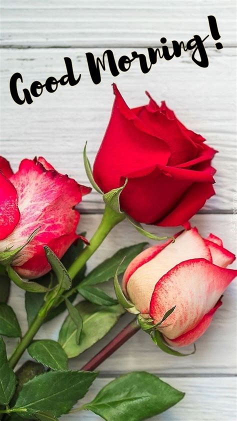 Good Morning Roses with Quotes