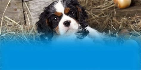 how much onion powder is toxic to dogs