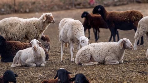 Castilla La Mancha Inmoviliza El Ganado Ovino Y Caprino Para Controlar