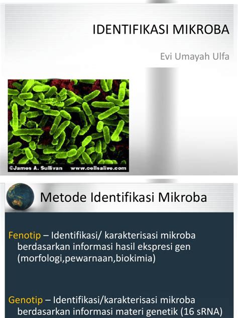 PDF Identifikasi Mikroba DOKUMEN TIPS