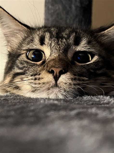 My boy Tuff! : r/TabbyCats