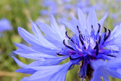 Kostenlose foto Natur blühen Feld Wiese Blume Blütenblatt