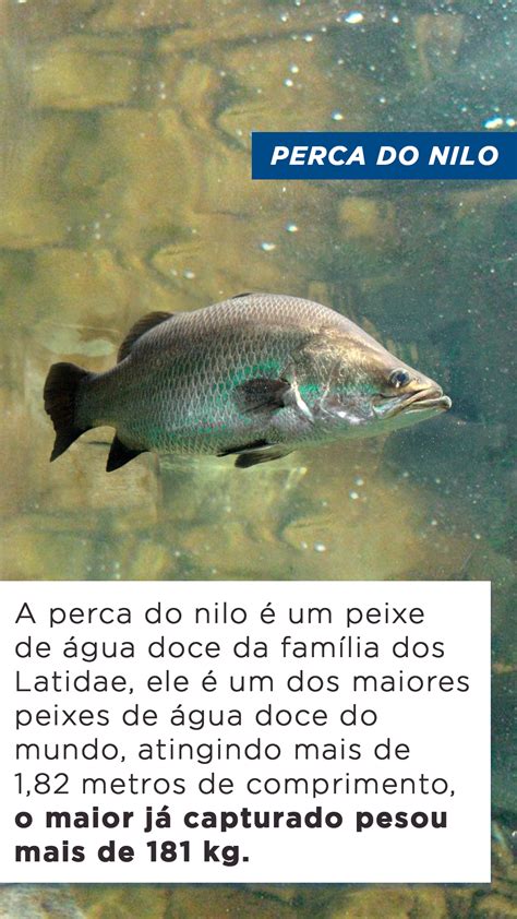 Top Maiores Peixes De Gua Doce Do Mundo Blog Do Pescador