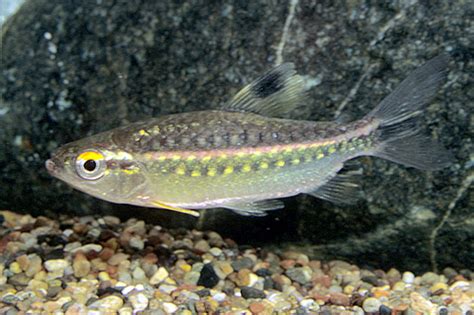 Red Eye Arnoldichthys Tetra Medium