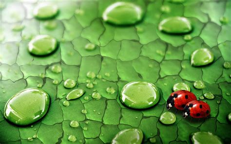 Two Lady Bug Macro Photography Hd Wallpaper Wallpaper Flare