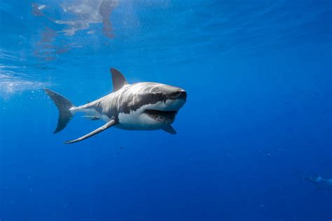 Great White Shark Photographer George T Probst Part 2 Tracking Sharks