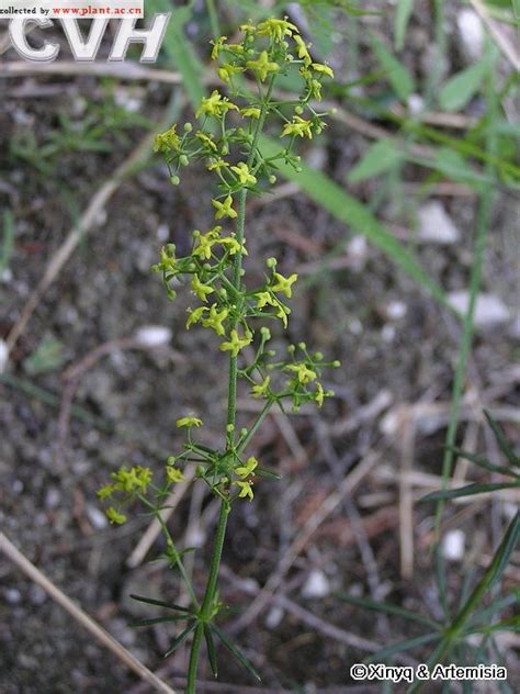 蓬子菜Galium verum Linn 植物图片库 植物通