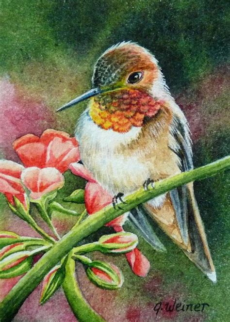 Aceo Limited Edition Print Rufous Humminbird And By Jeanweiner 749