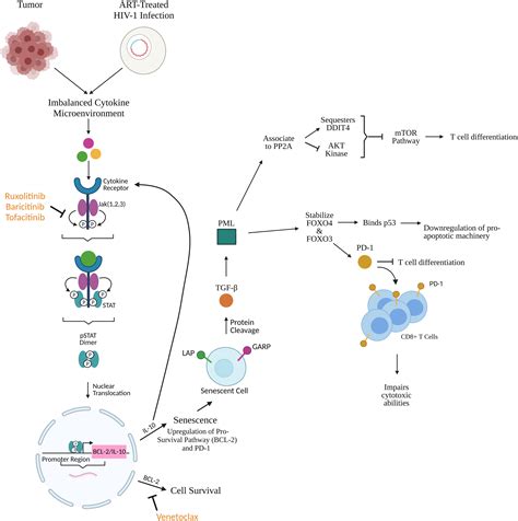 Frontiers Repurposing Bcl And Jak Inhibitors Cure And