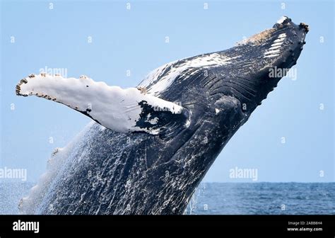 Barnacles on flipper edge hi-res stock photography and images - Alamy