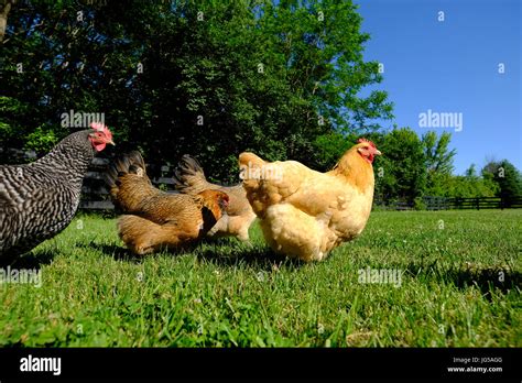 backyard laying hens  range   grass stock photo alamy
