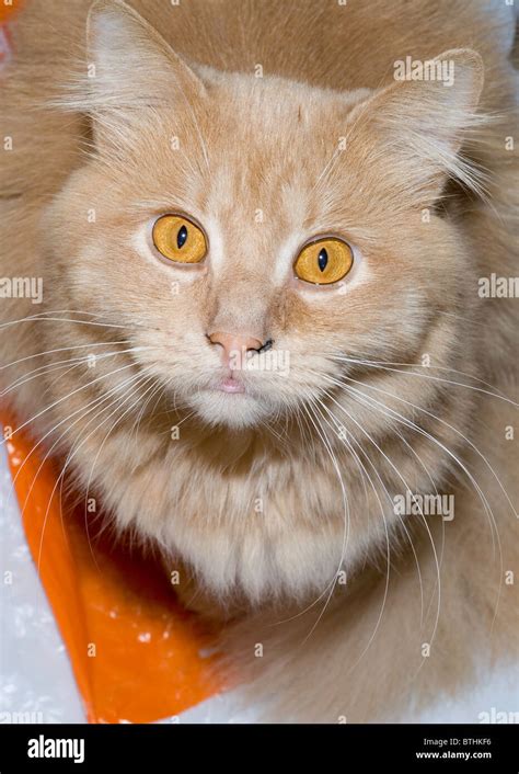 Gato de color rojo fotografías e imágenes de alta resolución Alamy