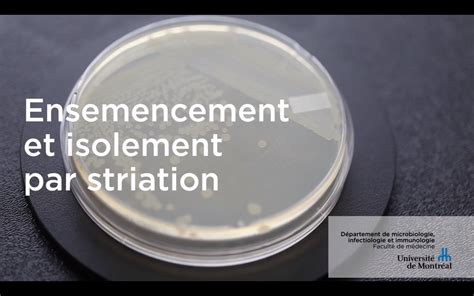 Ensemencement Et Isolement Par Striation D Partement De Microbiologie