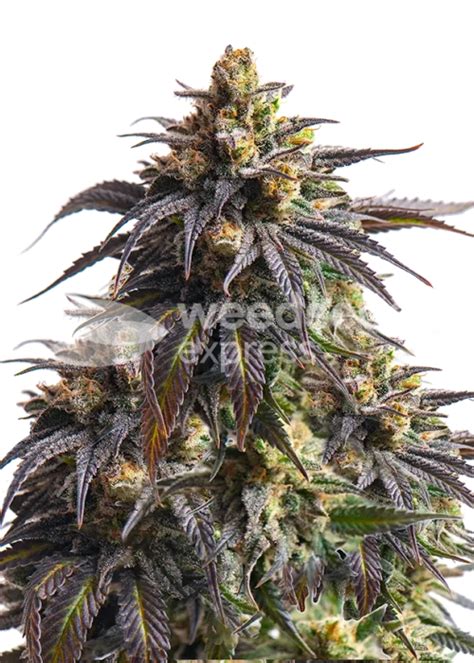 Do Si Dos Feminized Seeds Strain Info Do Si Dos Feminized Seeds Weed