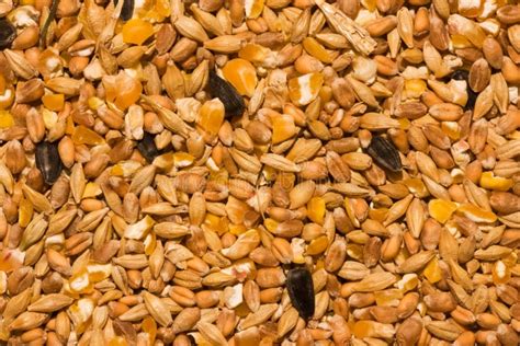 Chicken fodder stock image. Image of mixed, corn, grain - 16779151