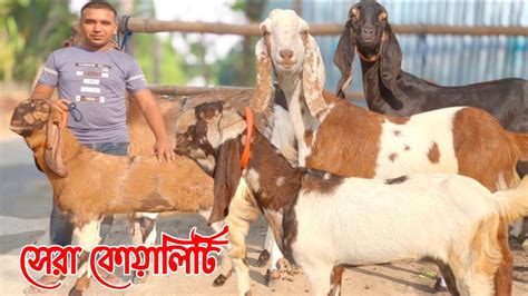 তোতাপুরি হরিয়ানা বিটল শিরহী ও হাই কোয়ালিটি ক্রস ছাগলের দর দাম জানুন উন্নত জাতের ছাগল Goat