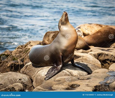 California Seal Lion Posing For Portrait On The Rocks Stock Image