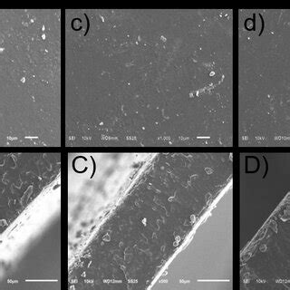 Sem Image Of Surface And Cross Section Of Edible Film With Various