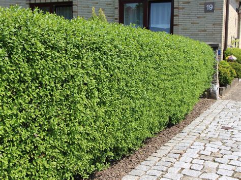 10 Wild Privet Hedging Ligustrum Plants Hedge 25-35cm,Quick Growing ...