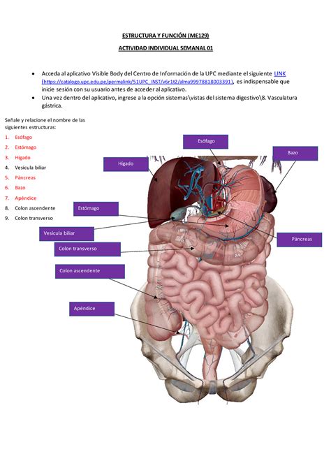 Tarea Estructura Y Funci N Me Sem Estructura Y Funci N