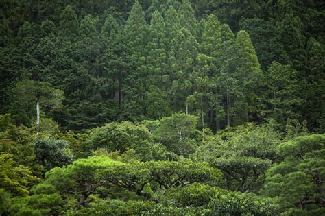 Japan, Kyoto, Green forest stock photo