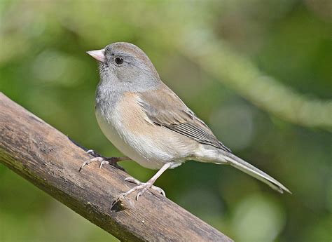 10 Lake Tahoe Birds - The Worlds Rarest Birds