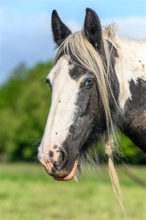 Portrait Of An Irish Cob Horse With Blue Eyes Stock Photo Image Of