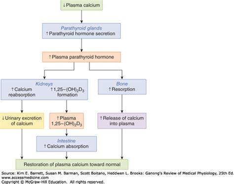 Hormonal Control of Calcium & Phosphate Metabolism & the Physiology of ...