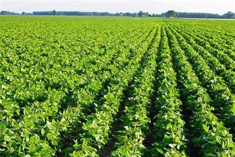 Соя: особенности выращивания, сбор урожая, правильная посадка и уход ...