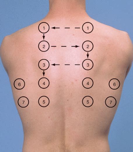 Posterior Percussion And Auscultation Points Nursing Study Travel